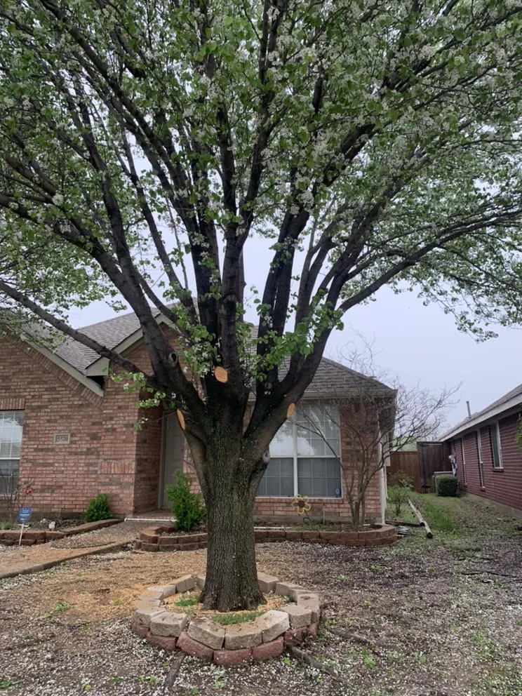 Expert yard maintenance with custom design in Mesquite, TX by Bañuelos Landscaping