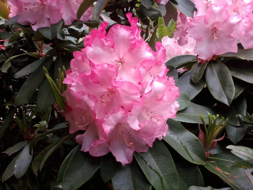 Professional landscape installation for year-round maintenance across Bandon, OR - Bauer Landscape