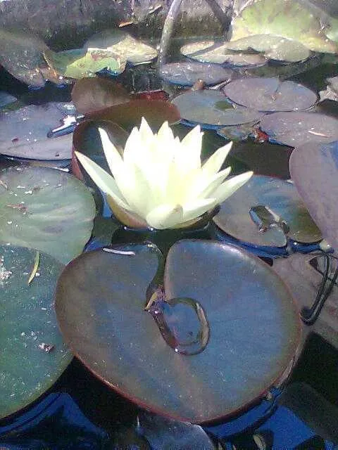 Expert residential landscaping in Bandon, OR by Bauer Landscape