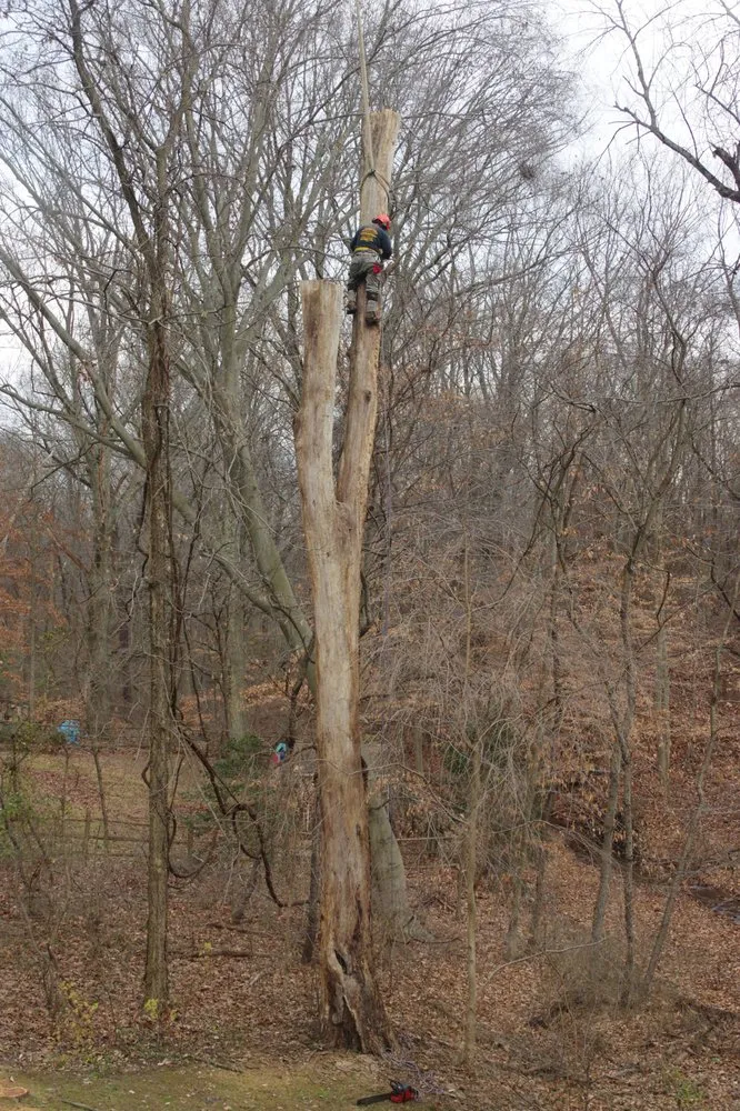 Trusted yard maintenance for year-round maintenance across Ewing, NJ - Bauer's Tree Service
