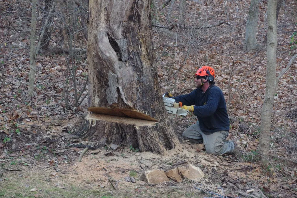 Top-rated residential landscaping experts serving Ewing, NJ - Bauer's Tree Service