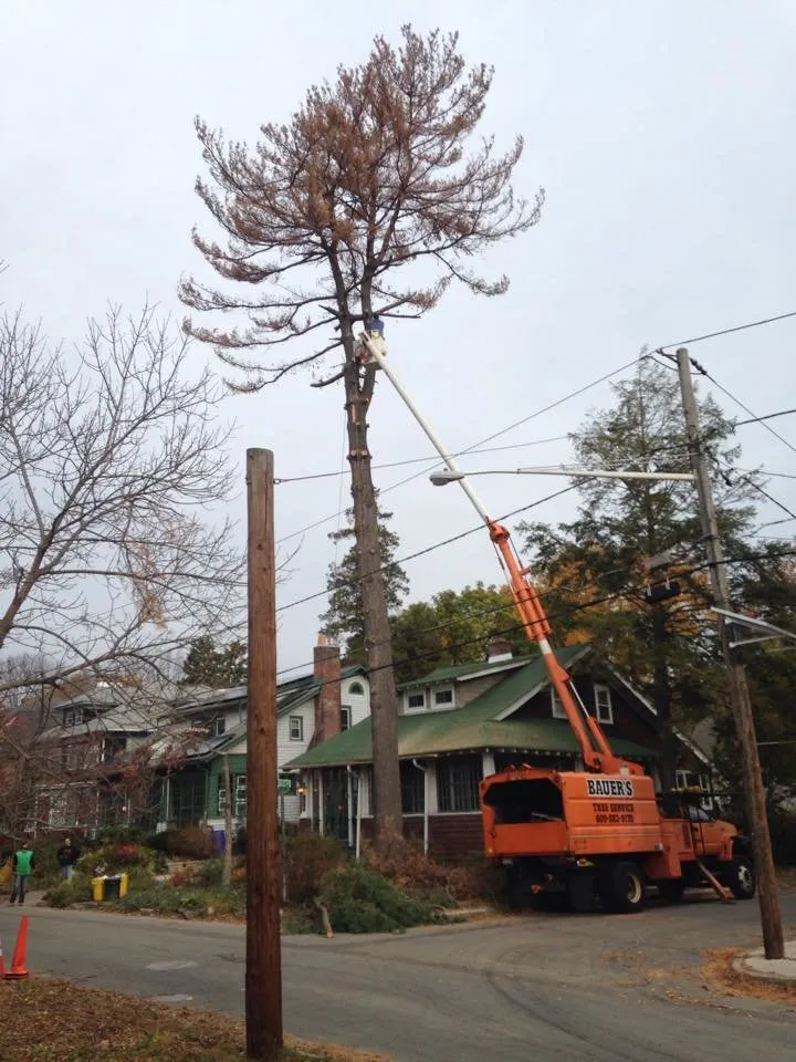 Trusted yard maintenance experts serving Ewing, NJ - Bauer's Tree Service
