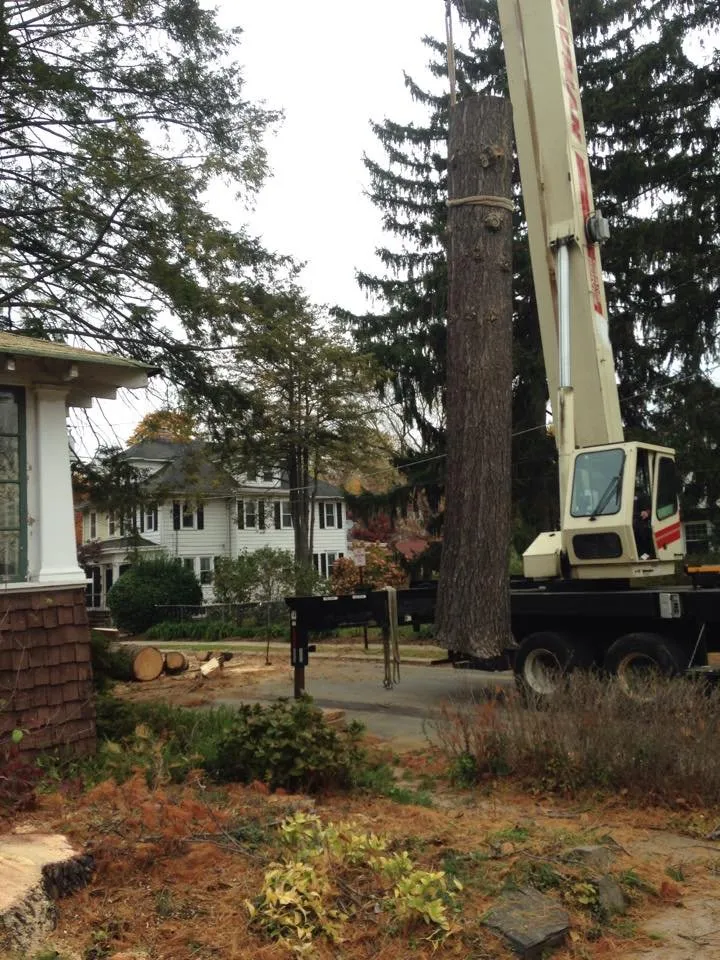 Professional yard cleanup service in Ewing, NJ by Bauer's Tree Service