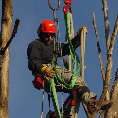 Bauer's Tree Service
