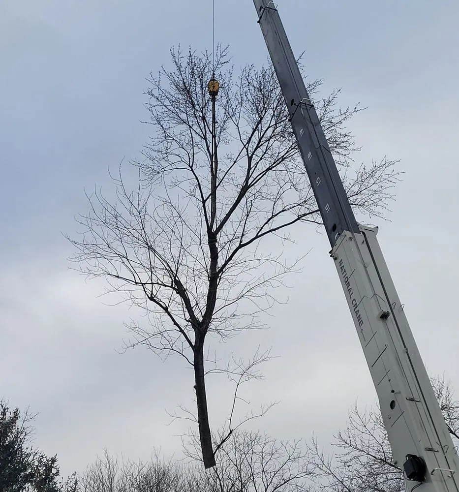 Reliable yard cleanup service in Wood River, IL - Baum Outdoor Services