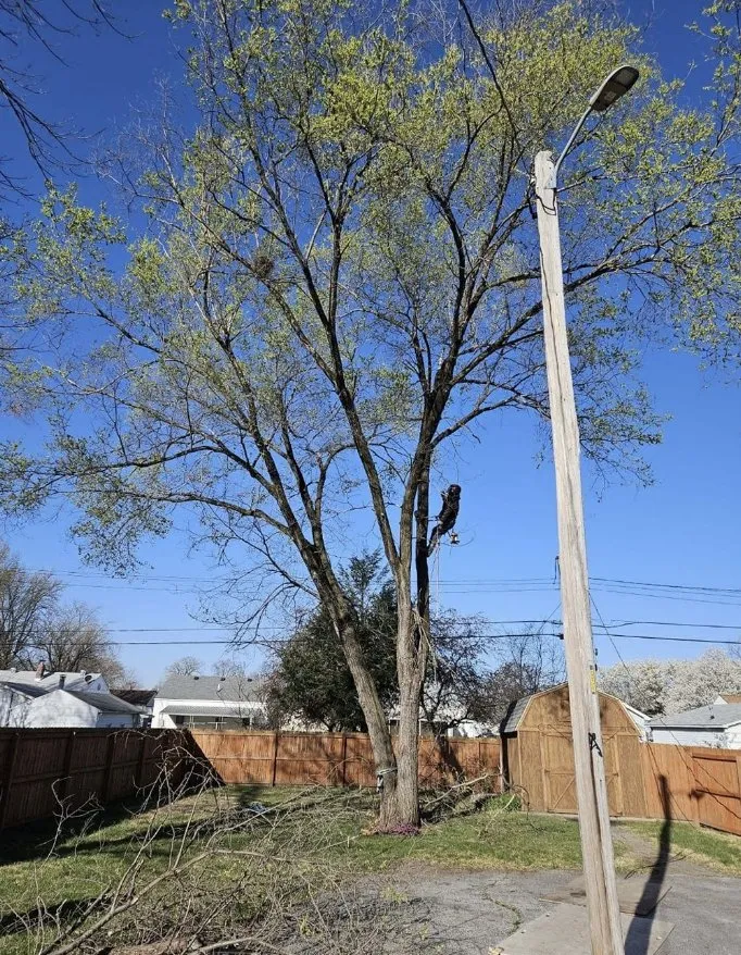 Professional yard maintenance in Wood River, IL by Baum Outdoor Services