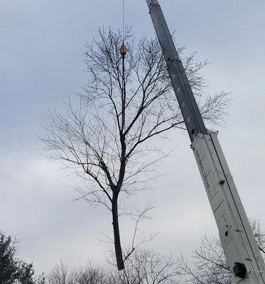 Baum Outdoor Services