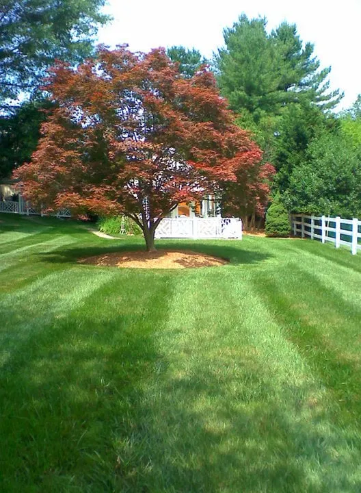 Trusted yard maintenance experts serving Silver Spring, MD - Baumann's Lawn & Landscape