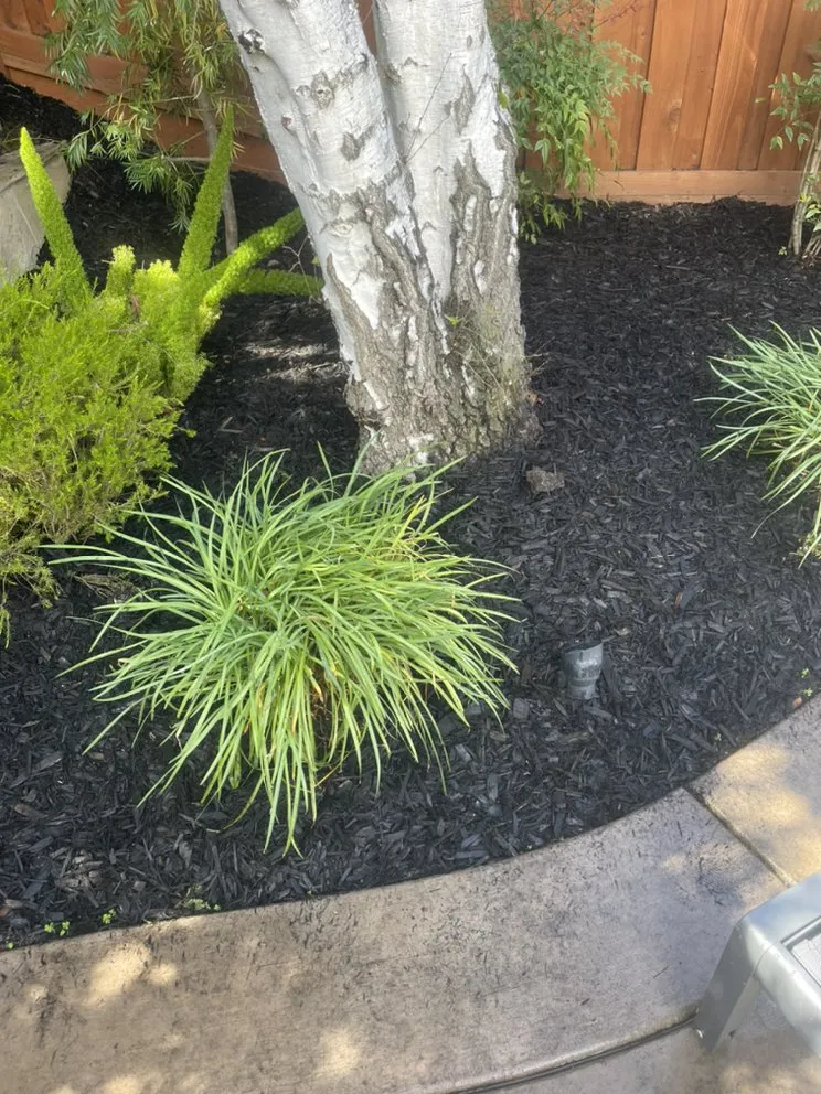 Affordable yard cleanup service in Concord, CA by Bautista Landscaping