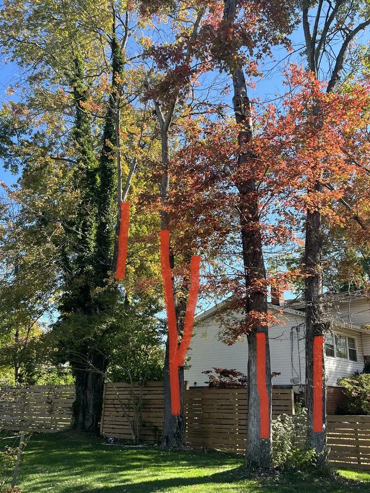 Custom landscaping services near you in Sterling, VA by Bautista Landscaping