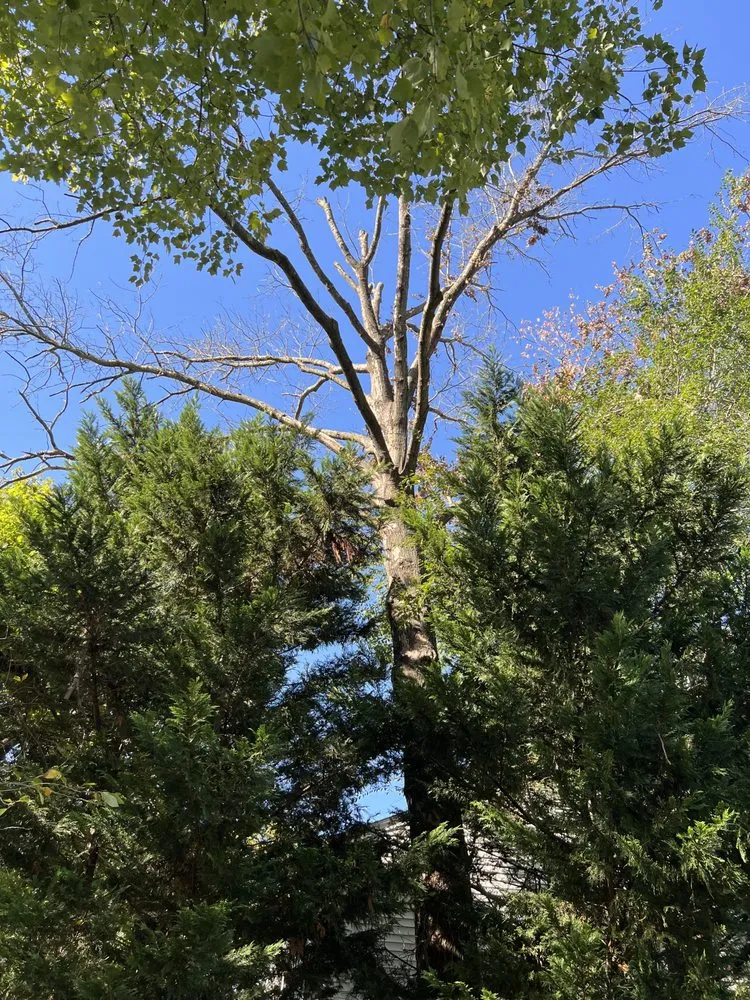 Affordable garden landscaping in Sterling, VA - Bautista Landscaping