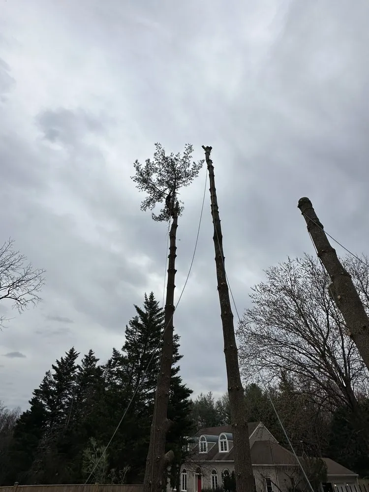 Trusted lawn mowing service near you in Sterling, VA by Bautista Landscaping