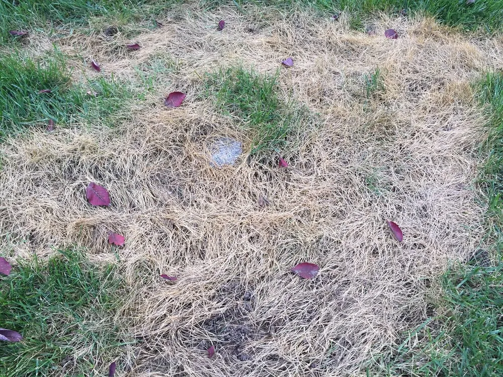 Trusted landscape design experts serving Chesterfield, MO - Baxter Gardens of Chesterfield