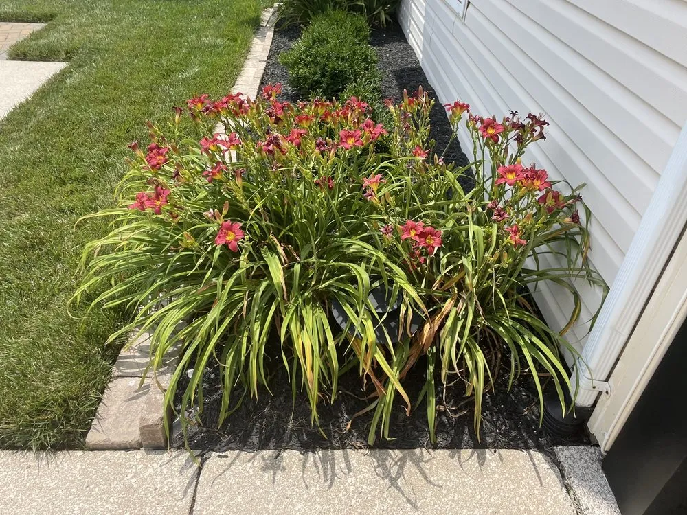 Local lawn care service for year-round maintenance in Chesterfield, MO by Baxter Gardens of Chesterfield