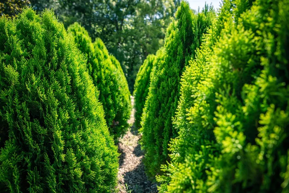 Expert landscape installation in Ofallon, MO - Baxter Gardens West