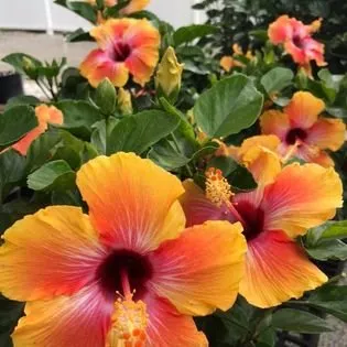 Professional residential landscaping in Ofallon, MO by Baxter Gardens West