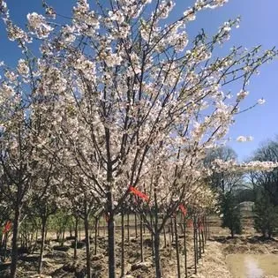 Top-rated residential landscaping experts serving Ofallon, MO - Baxter Gardens West