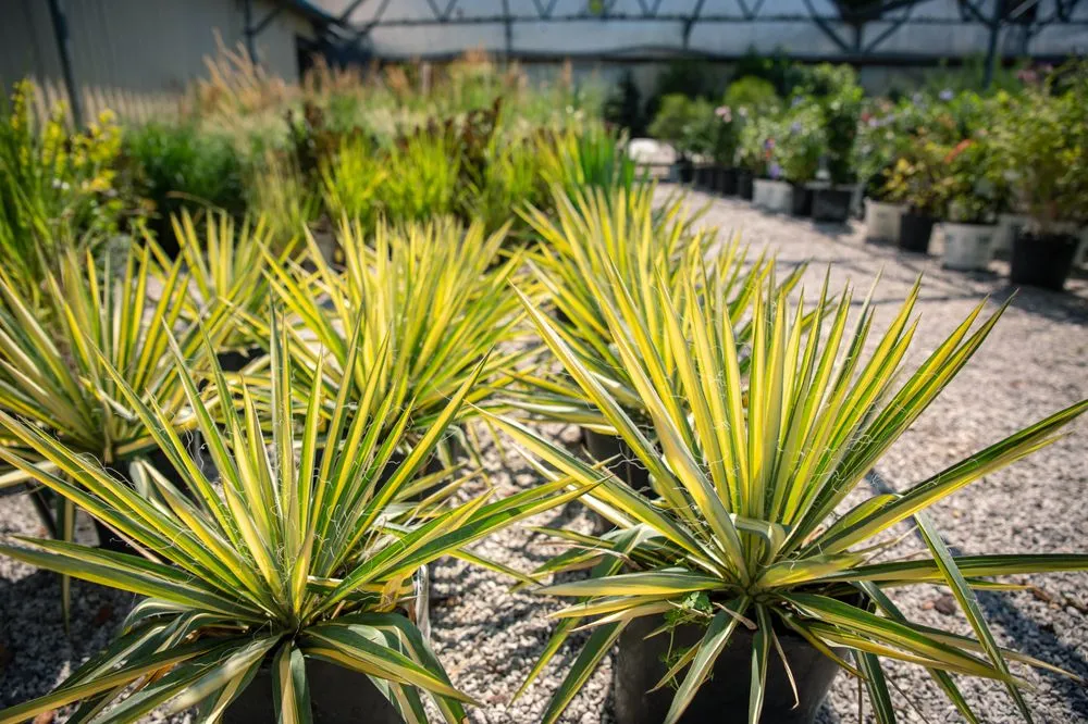 Expert residential landscaping for year-round maintenance in Ofallon, MO by Baxter Gardens West