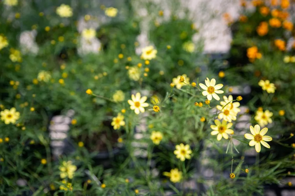 Reliable outdoor landscaping for homes in Ofallon, MO by Baxter Gardens West