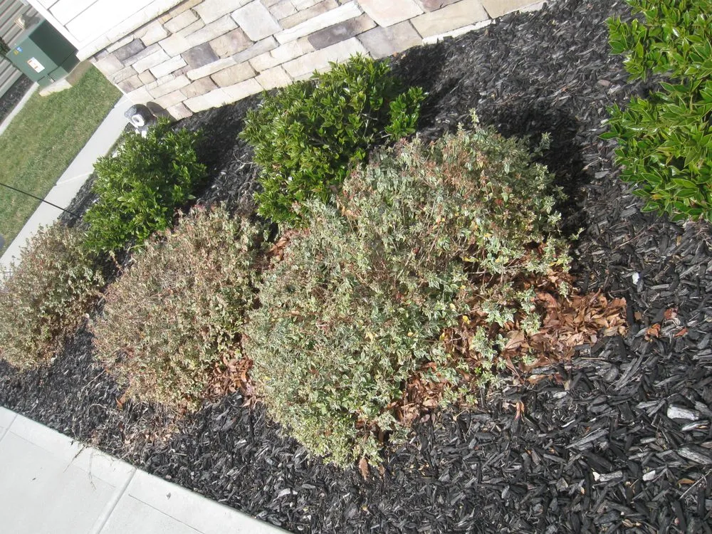 Local residential landscaping in Whitsett, NC by Baxter Lawn Care Management