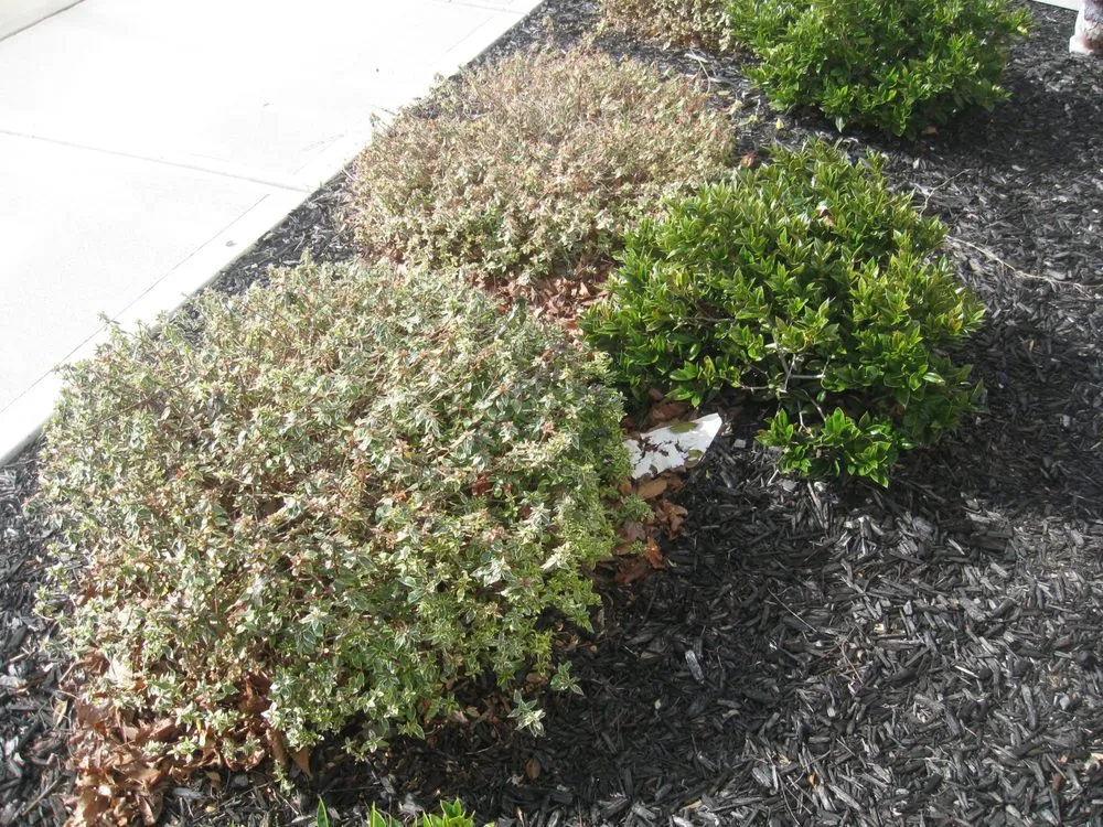 Top-rated landscaping services in Whitsett, NC by Baxter Lawn Care Management