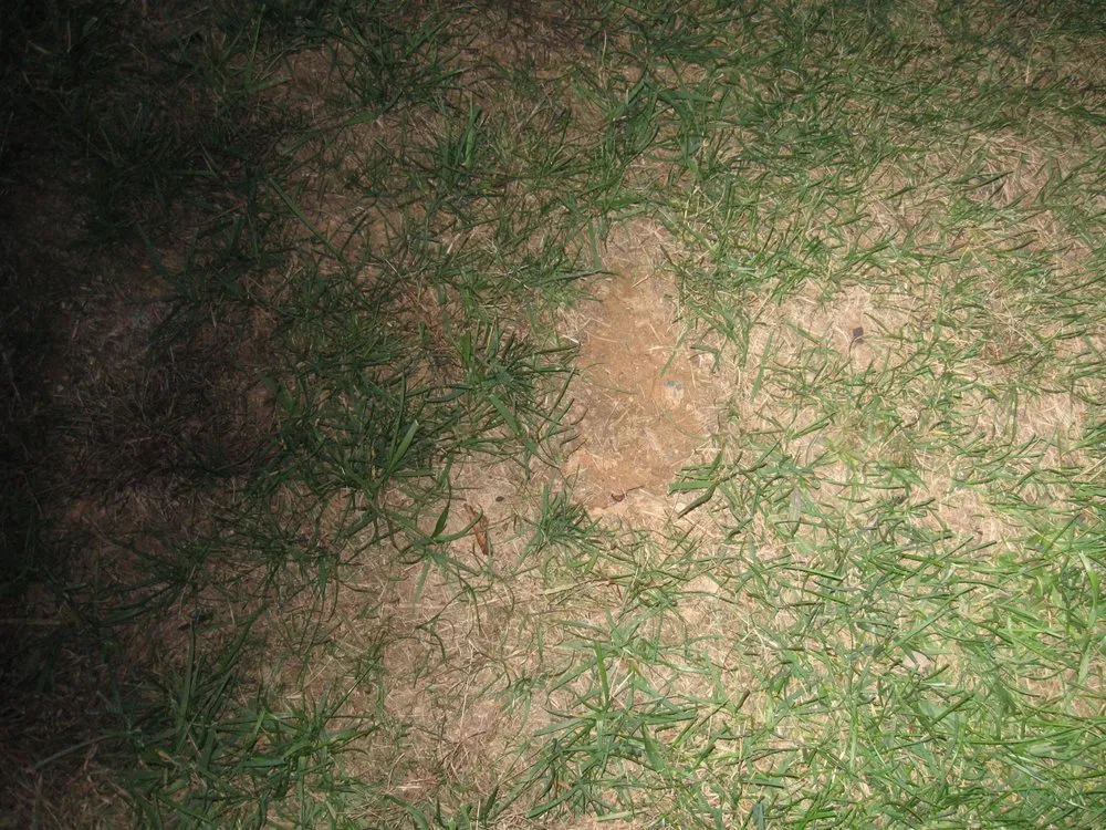 Affordable yard maintenance for homes in Whitsett, NC by Baxter Lawn Care Management
