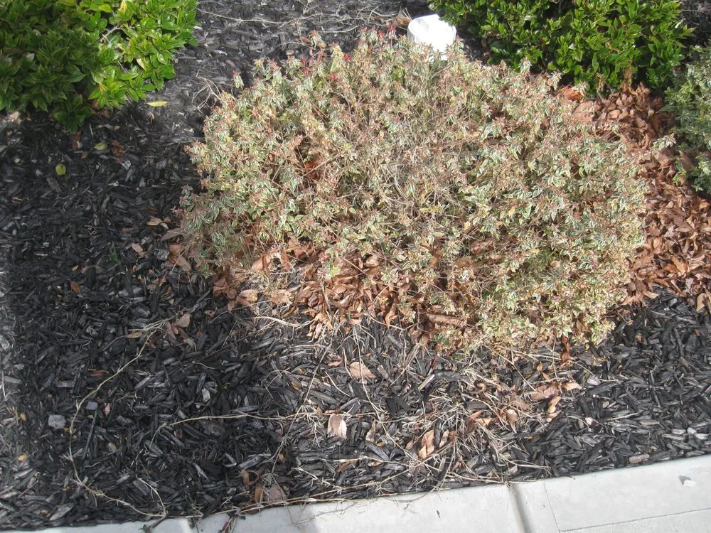 Custom landscape installation near you in Whitsett, NC by Baxter Lawn Care Management