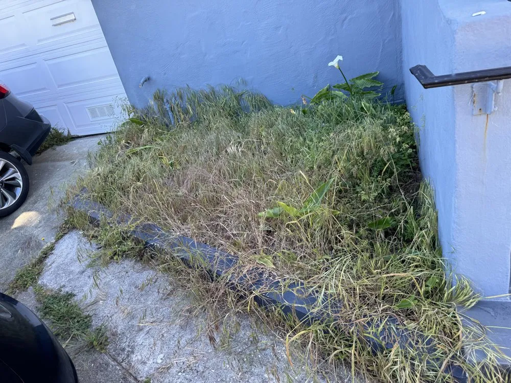 Reliable yard cleanup service experts serving San Francisco, CA - Bay & Beyond Landscaping Gardening and Groundskeeping