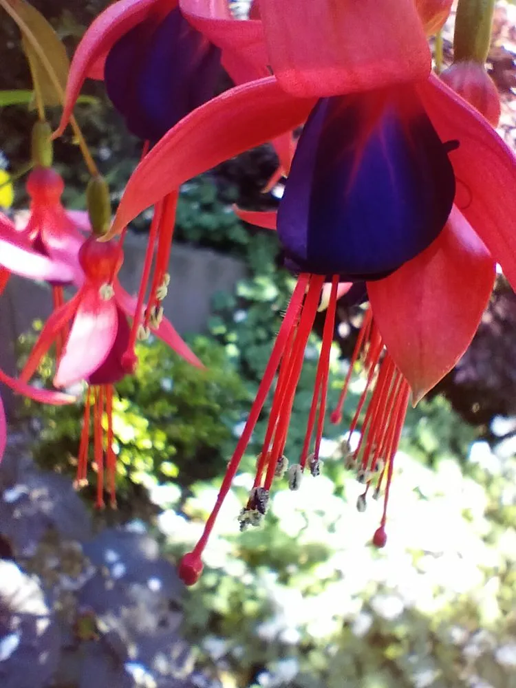 Trusted yard maintenance near you in San Francisco, CA by Bay & Beyond Landscaping Gardening and Groundskeeping