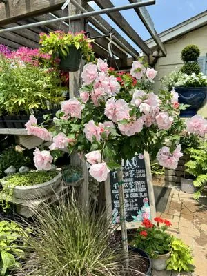 Bay Area Design & Landscape