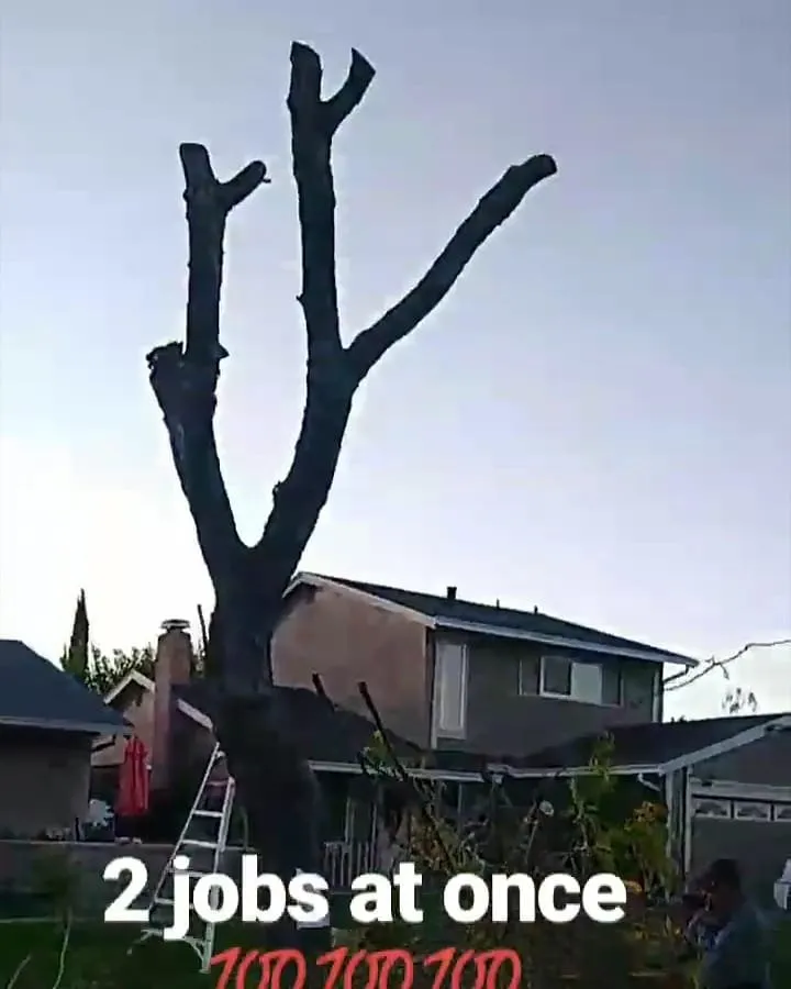 Reliable residential landscaping in San Jose, CA by Bay Area Landscape & Maintenance