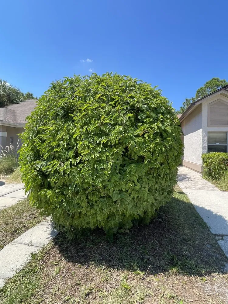 Top-rated lawn mowing service in Tampa, FL by Bay Area Landscape and Pressure Washing