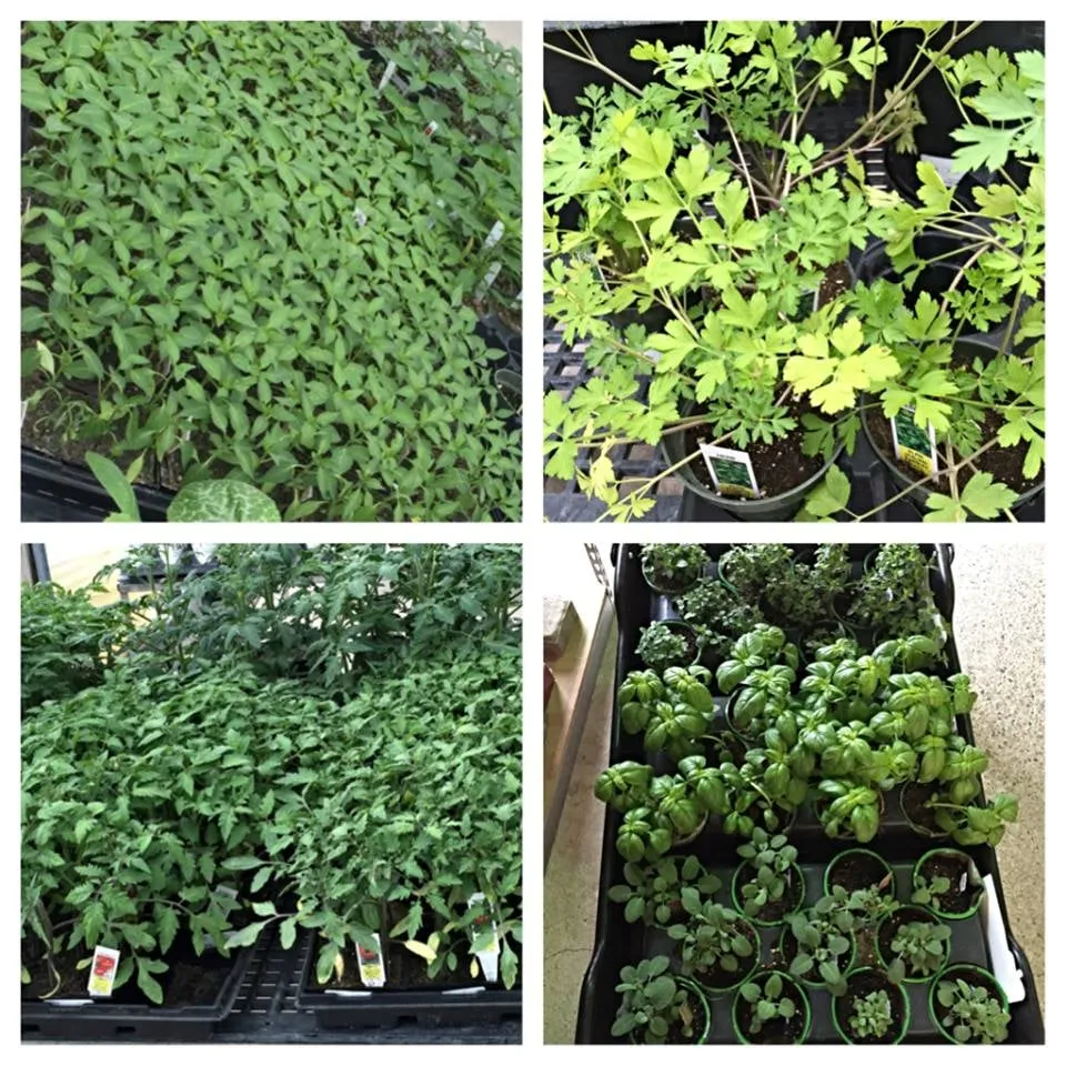 Affordable landscaping services in Corpus Christi, TX - Bay Area Landscape Material