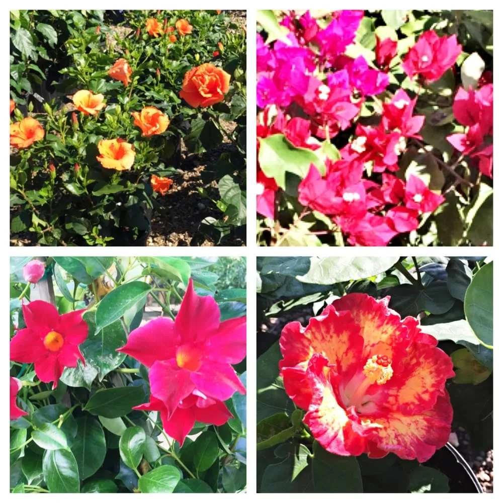 Affordable lawn mowing service in Corpus Christi, TX by Bay Area Landscape Material