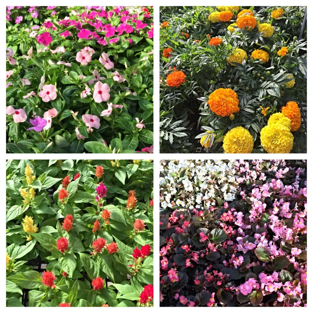 Custom lawn care service in Corpus Christi, TX - Bay Area Landscape Material