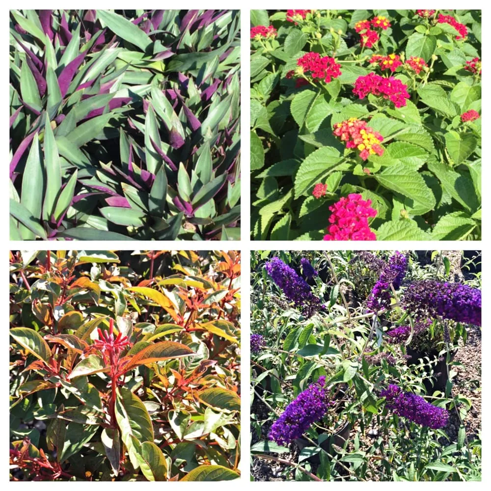 Trusted landscape installation experts serving Corpus Christi, TX - Bay Area Landscape Material