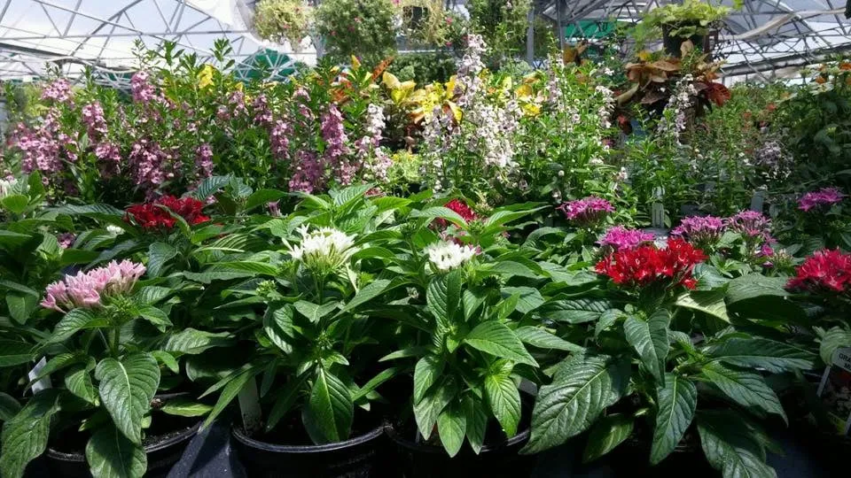 Trusted landscaping services in Corpus Christi, TX - Bay Area Landscape Material