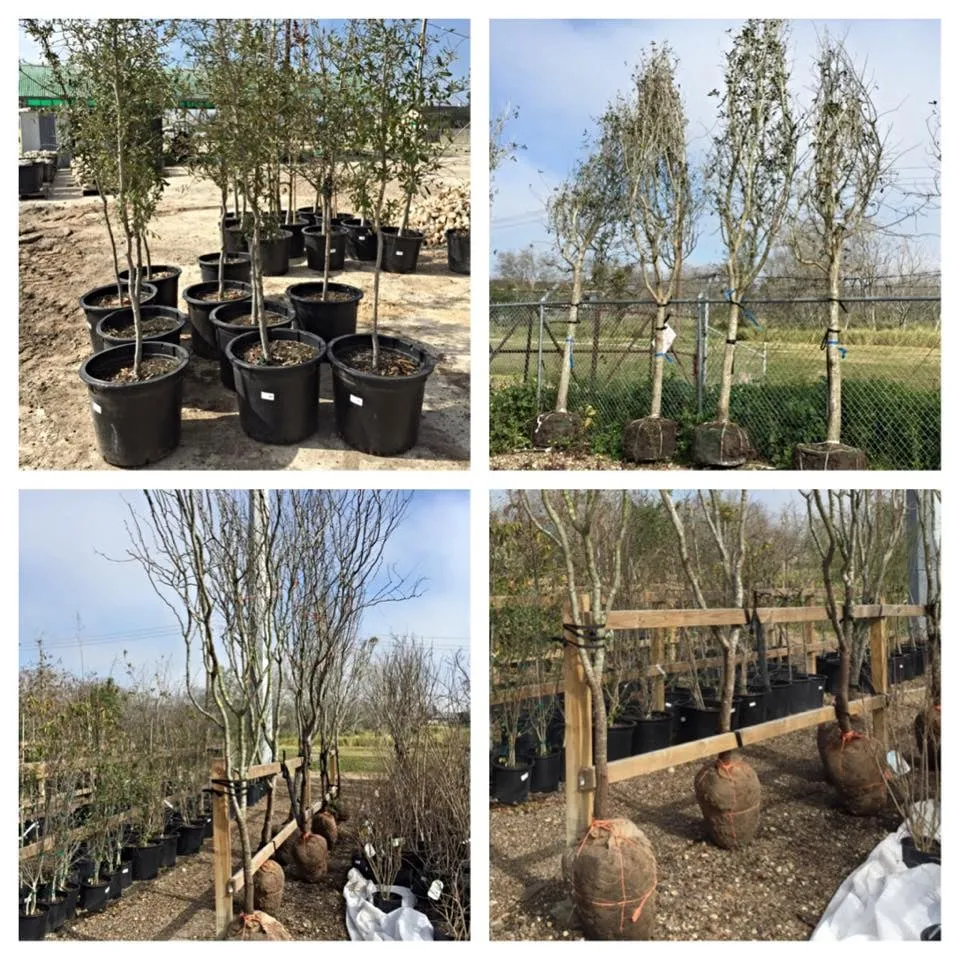 Expert landscape installation for homes in Corpus Christi, TX by Bay Area Landscape Material