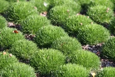 Top-rated yard cleanup service for homes in Land O' Lakes, FL by Bay Area Mulch And Landscape