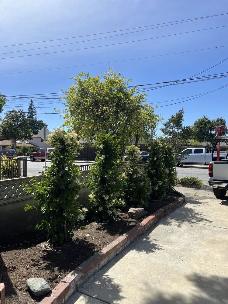 Local lawn care service in Redwood City, CA by Bay Area R Landscape