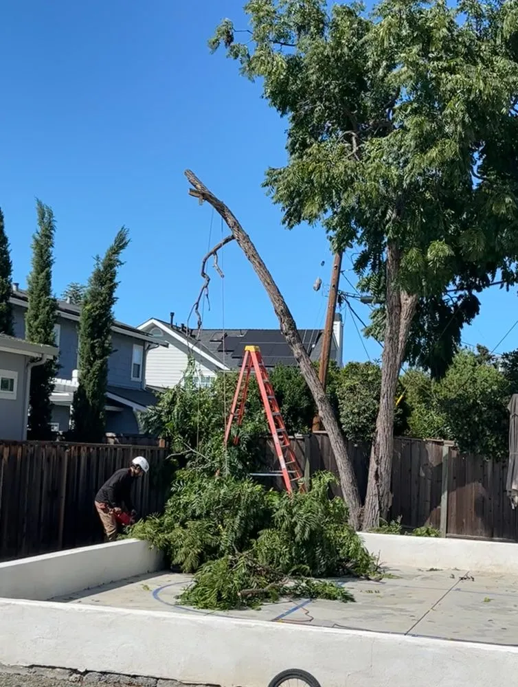 Affordable yard maintenance with custom design across San Jose, CA - Bay Area Service