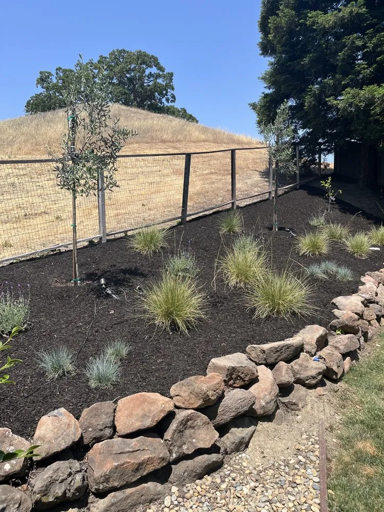 Professional yard maintenance in Walnut Creek, CA - Bay Area Sprinkler & Landscape
