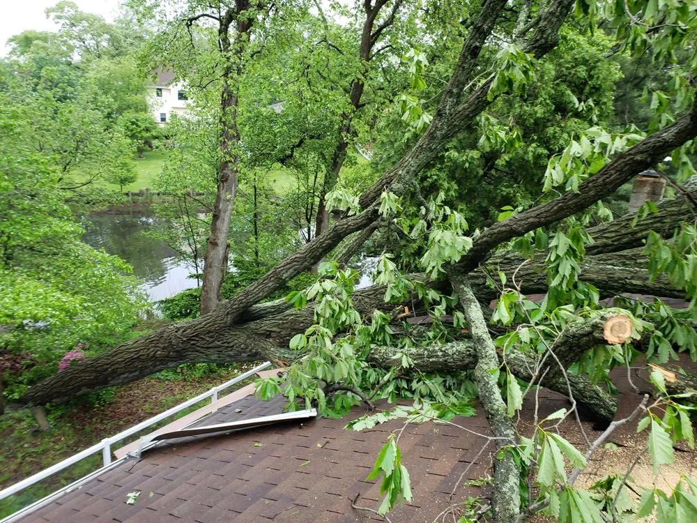 Reliable outdoor landscaping for homes in Pasadena, MD by Bay Area Tree Care