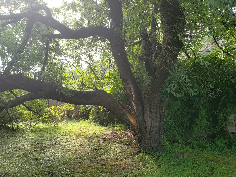 Expert yard cleanup service in Pasadena, MD - Bay Area Tree Care