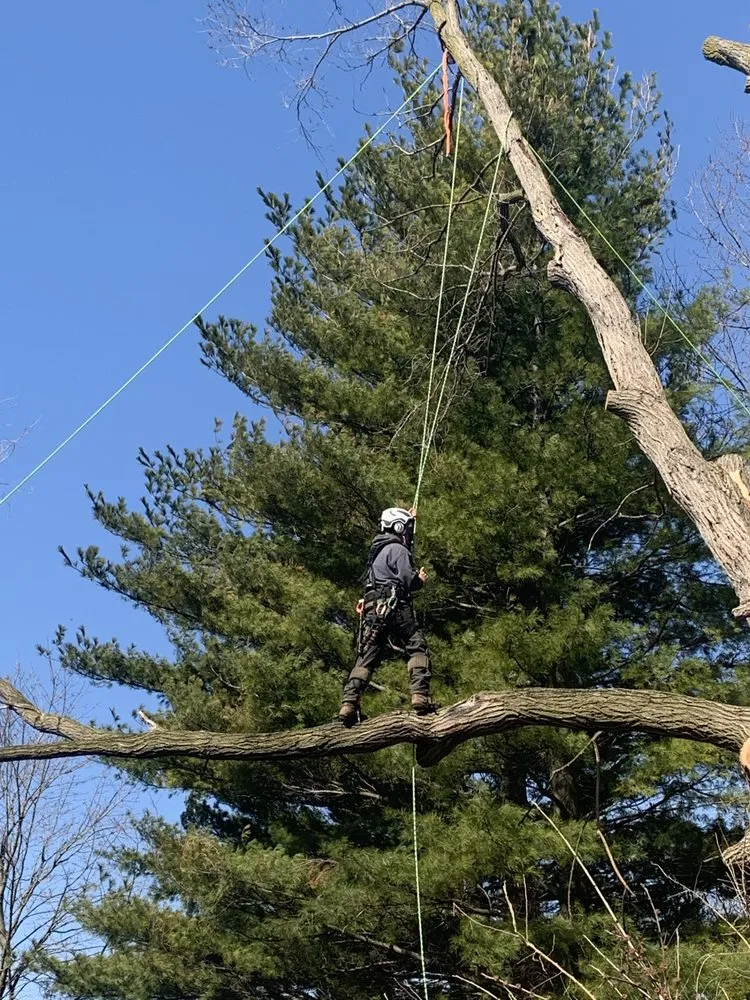Trusted residential landscaping for outdoor upgrades in Vickery, OH by Bay Area Tree Care