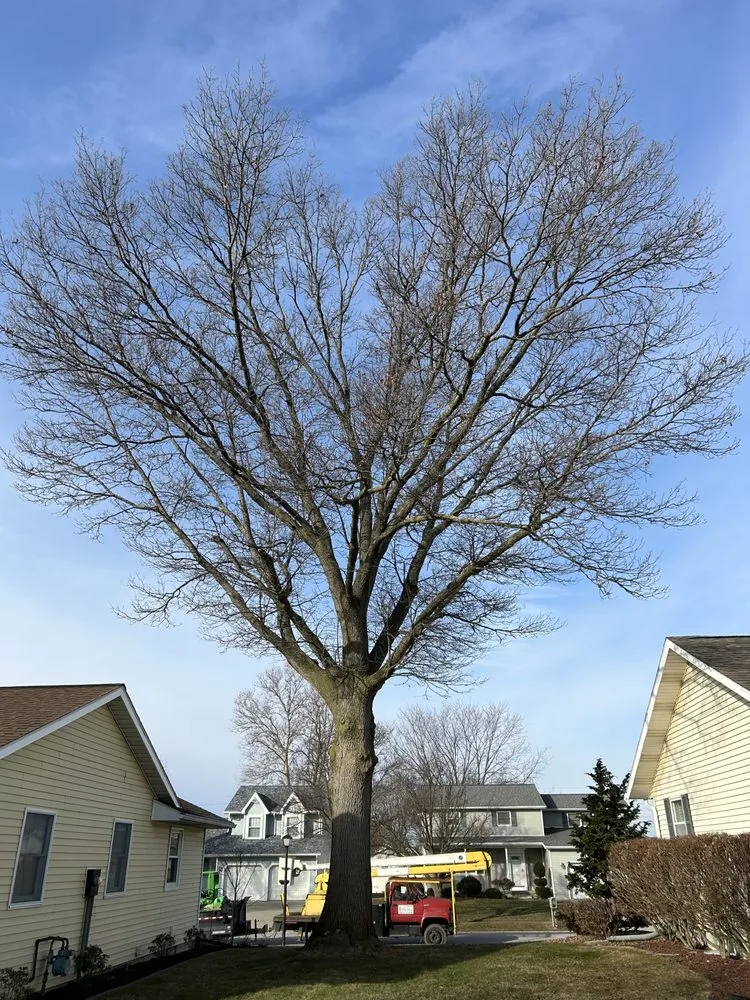 Professional landscape design for residential properties across Vickery, OH - Bay Area Tree Care
