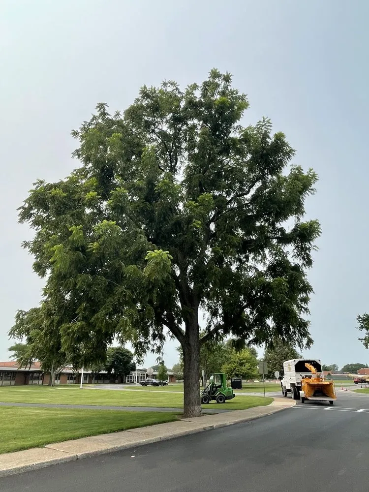 Affordable residential landscaping in Vickery, OH - Bay Area Tree Care