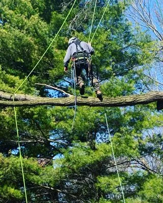 Bay Area Tree Care