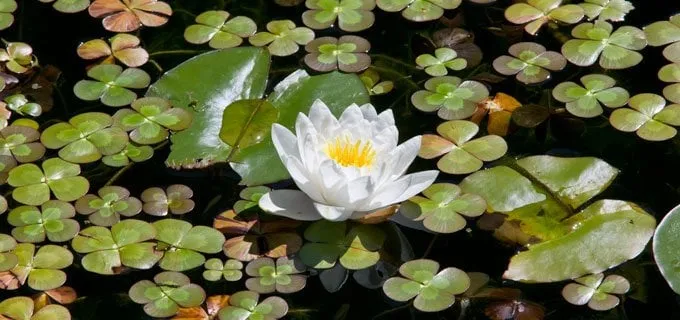 Affordable yard cleanup service in Walnut Creek, CA by Bay Area Waterscapes