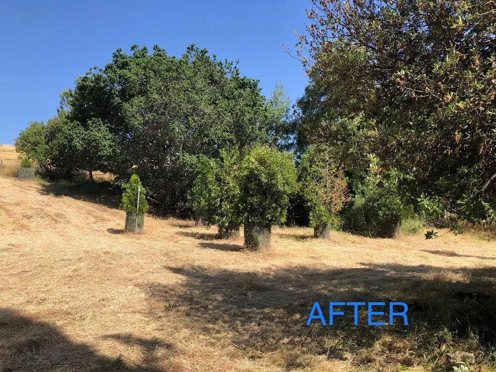 Top-rated lawn care service experts serving Morgan Hill, CA - Bay Area Weed Eaters